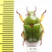 Kibakoganea yoshitomii  Laos   - INSECTS-STORE.RU