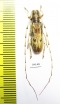 Cerambycidae sp.  China, Fujian prov. - INSECTS-STORE.RU