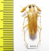 Microarthron komarowi, male  Uzbekistan - INSECTS-STORE.RU