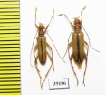 Pidonia sp., pair  China, Yunnan prov. - INSECTS-STORE.RU
