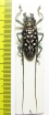 Stellognatha maculata  Madagascar - INSECTS-STORE.RU