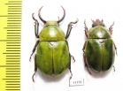 Kibakoganea ? tamdaoensis, pair  Laos   - INSECTS-STORE.RU