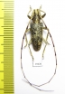 Cerambycidae sp.  China, Yunnan prov. - INSECTS-STORE.RU