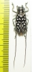 Stellognatha maculata  Madagascar - INSECTS-STORE.RU