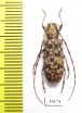 Cerambycidae sp.  China, Guangxi prov. - INSECTS-STORE.RU