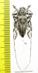 Ancylonotus tribulus, male  Congo - INSECTS-STORE.RU