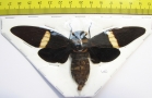Tosena depicta  Indonesia, Sumatra - INSECTS-STORE.RU
