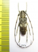 Cerambycidae sp.  China, Guangxi prov. - INSECTS-STORE.RU