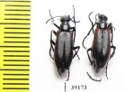 Meloidae sp.  Chile - INSECTS-STORE.RU