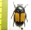 Pedinorrhina septa  Cameroon - INSECTS-STORE.RU