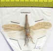 Zanna tapira  Indonesia, Java - INSECTS-STORE.RU