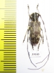 Cerambycidae sp.  China, Guangxi prov. - INSECTS-STORE.RU