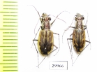 Cicindelinae sp.  Togo - INSECTS-STORE.RU