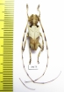 Cerambycidae sp.  China, Guangxi prov. - INSECTS-STORE.RU