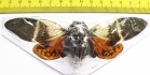 Angamiana floridula  Thailand  138mm - INSECTS-STORE.RU