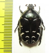 Protaetia celebica  Indonesia, Sulawesi - INSECTS-STORE.RU