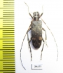 Cerambycidae sp.  China, Yunnan prov. - INSECTS-STORE.RU