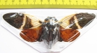 Angamiana floridula  Thailand  127mm - INSECTS-STORE.RU