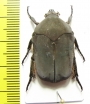 Allorrhina sp.  Peru - INSECTS-STORE.RU