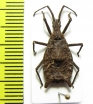 Hemiptera sp.  Indonesia, Kalimantan - INSECTS-STORE.RU