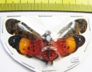 Penthicodes variegata  Thailand - INSECTS-STORE.RU