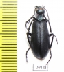 Cyaneolytta sp.  Senegal - INSECTS-STORE.RU