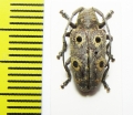 Cerambycidae sp.  Madagascar - INSECTS-STORE.RU