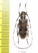 Cerambycidae sp.  China, Guangxi prov. - INSECTS-STORE.RU