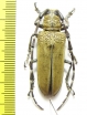 Apriona flavescens  Thailand - INSECTS-STORE.RU