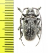 Cerambycidae sp.  Madagascar - INSECTS-STORE.RU