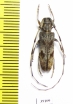 Cerambycidae sp.  China, Guangxi prov. - INSECTS-STORE.RU