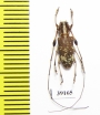 Cerambycidae sp.  China, Guangxi prov. - INSECTS-STORE.RU