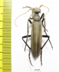 Meloidae sp.  Senegal - INSECTS-STORE.RU