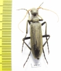 Meloidae sp.  Senegal - INSECTS-STORE.RU
