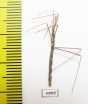 Hemiptera sp.  South Africa Rep. - INSECTS-STORE.RU