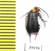 Nemognatha nemorensis  USA - INSECTS-STORE.RU