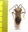 Hemiptera sp.  South Africa Rep. - INSECTS-STORE.RU