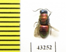 Chrysididae sp.  Kazakhstan - INSECTS-STORE.RU