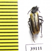 Picnoseus sp.  Chile - INSECTS-STORE.RU
