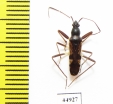 Hemiptera sp.  Indonesia, Java - INSECTS-STORE.RU