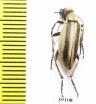 Epicauta griseonigra  Argentina - INSECTS-STORE.RU