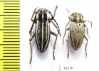 Dorcadion nikolaevi, pair  Kazakhstan - INSECTS-STORE.RU