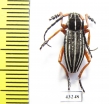 Dorcadion acutispinum, male  Kazakhstan - INSECTS-STORE.RU