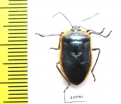 Hemiptera sp.  Ecuador - INSECTS-STORE.RU