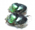 Proagoderus chalcostolus  South Africa Rep. - INSECTS-STORE.RU