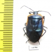 Hemiptera sp.  Ecuador - INSECTS-STORE.RU
