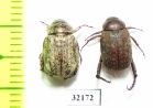 Melolonthinae sp.  South Africa Rep. - INSECTS-STORE.RU