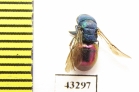 Chrysididae sp.  Kazakhstan - INSECTS-STORE.RU