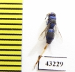 Chrysididae sp.  Kazakhstan - INSECTS-STORE.RU