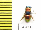 Chrysididae sp.  Kazakhstan - INSECTS-STORE.RU